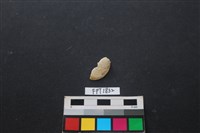 藏品(貝殼)的圖片