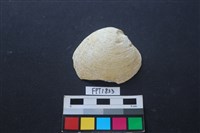 藏品(貝殼)的圖片