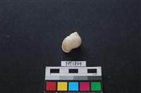 藏品(貝殼)的圖片