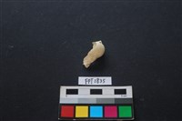 藏品(貝殼)的圖片