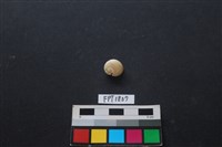 藏品(貝殼)的圖片