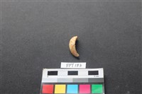 藏品(豬骨)的圖片