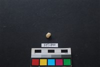 藏品(貝殼)的圖片