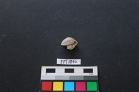 藏品(貝殼)的圖片