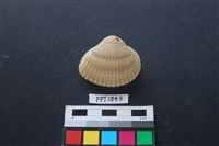 藏品(貝殼)的圖片