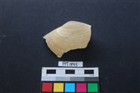 藏品(貝殼)的圖片