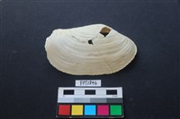 藏品(貝殼)的圖片