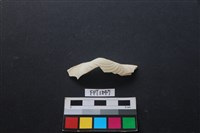 藏品(貝殼)的圖片