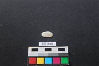 藏品(貝殼)的圖片