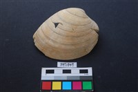 藏品(貝殼)的圖片