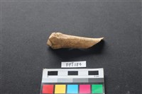 藏品(豬骨)的圖片