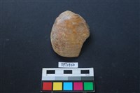 藏品(貝殼)的圖片