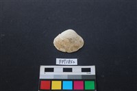 藏品(貝殼)的圖片