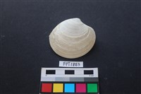 藏品(貝殼)的圖片