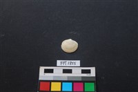 藏品(貝殼)的圖片