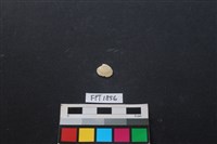 藏品(貝殼)的圖片