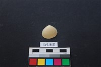 藏品(貝殼)的圖片