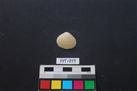 藏品(貝殼)的圖片