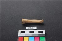 藏品(豬骨)的圖片