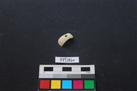 藏品(貝殼)的圖片