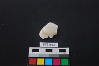 藏品(貝殼)的圖片