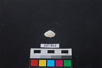 藏品(貝殼)的圖片