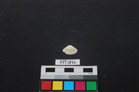 藏品(貝殼)的圖片