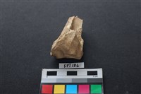 藏品(鹿骨)的圖片