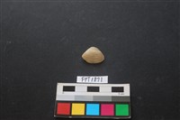 藏品(貝殼)的圖片