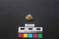 藏品(貝殼)的圖片