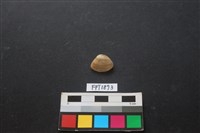 藏品(貝殼)的圖片