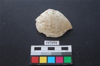 藏品(貝殼)的圖片