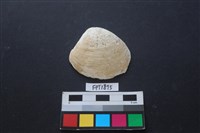 藏品(貝殼)的圖片