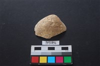 藏品(貝殼)的圖片