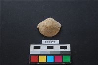 藏品(貝殼)的圖片