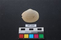 藏品(貝殼)的圖片