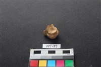 藏品(鹿骨)的圖片