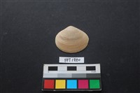 藏品(貝殼)的圖片