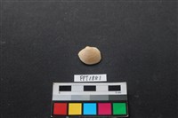 藏品(貝殼)的圖片