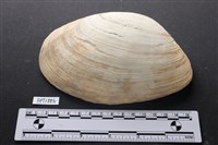 藏品(貝殼)的圖片