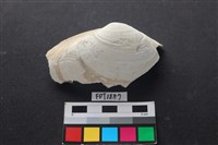 藏品(貝殼)的圖片