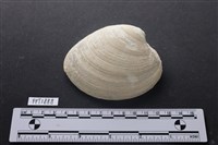 藏品(貝殼)的圖片