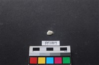 藏品(貝殼)的圖片