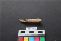 藏品(偶蹄類動物骨)的圖片