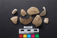 藏品(貝殼)的圖片