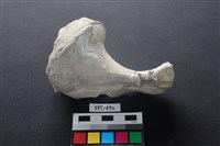 藏品(貝殼)的圖片