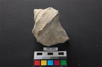 藏品(貝殼)的圖片