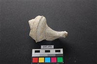 藏品(貝殼)的圖片