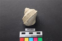 藏品(貝殼)的圖片