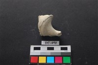 藏品(貝殼)的圖片